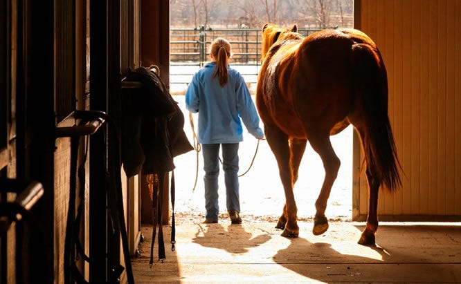 senior horse with arthritis diet
